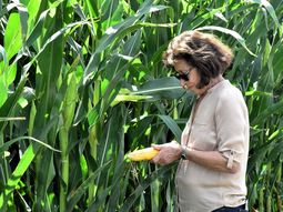 el privado invierte, el estado aporta servicios, y el maiz avanza con paciencia en rio negro el privado invierte, el estado aporta servicios, y el maiz avanza con paciencia en rio negro