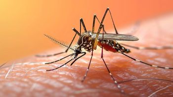 En qué provincia argentina lanzarán 80.000 mosquitos estériles fluorescentes para combatir el dengue En qué provincia argentina lanzarán 80.000 mosquitos estériles fluorescentes para combatir el dengue