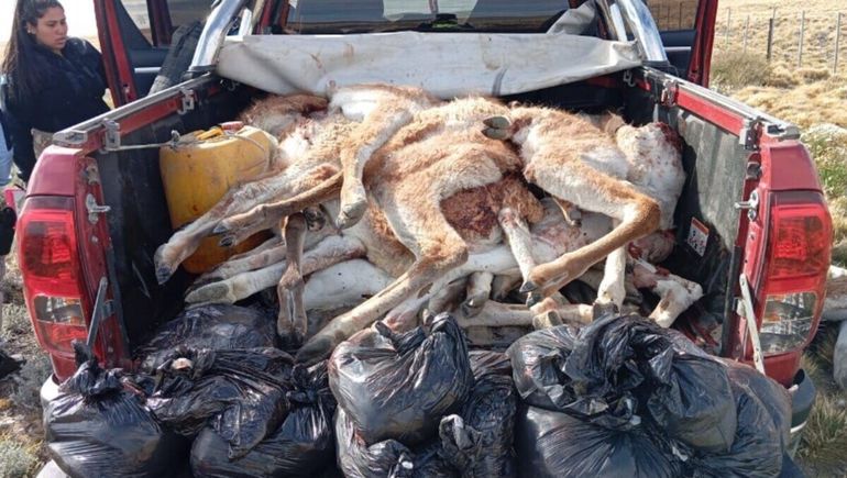 Santa Cruz: en la caja de la camioneta había más de 40 extremidades de guanacos.