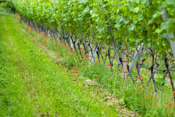Algunos vinos florales tienen la capacidad de encender la primavera. Algunos vinos florales tienen la capacidad de encender la primavera.