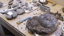 el museo olsacher y la historia de los amonites: una joya cientifica en neuquen