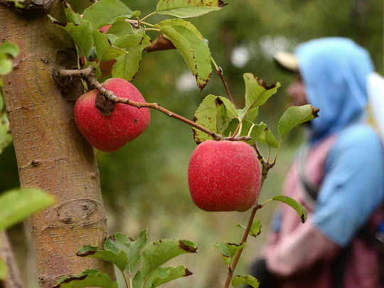 La fruticultura de Río Negro enfrenta desafíos estructurales y coyunturales.