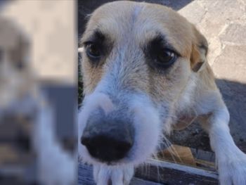 Las medidas que piden los abogados de Perejil, el perro sospechado de matar a una nena de 5 años en Chubut.