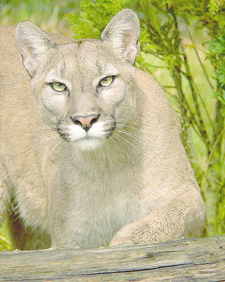 Los pumas, conocidos por ser animales solitarios, están comenzando a convivir en grupo a partir de la presa que tienen disponible en la costa de Santa Cruz durante poco más de la mitad del año. Los pumas, conocidos por ser animales solitarios, están comenzando a convivir en grupo a partir de la presa que tienen disponible en la costa de Santa Cruz durante poco más de la mitad del año.