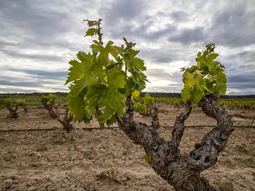 Debate a fondo. ¿El arranque de superficie de viña mejorará las condicones del mercado? Debate a fondo. ¿El arranque de superficie de viña mejorará las condicones del mercado?