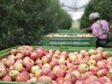 Con menos oferta, los precios de la manzana crecieron en las góndolas más del 17% en solo un mes.&nbsp;