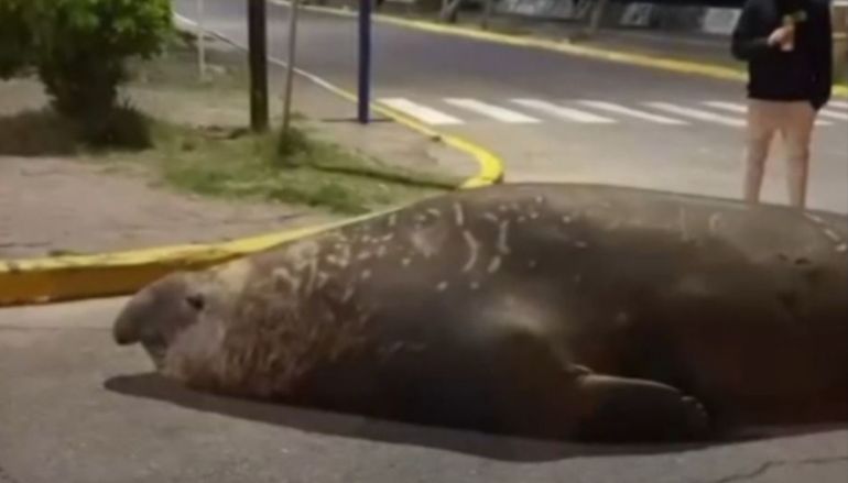 Piensan que el elefante marino huía de las orcas y se desorientó al salir del agua en el balneario Playa Unión