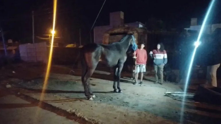 Viedma: un caballo embistió a un motociclista