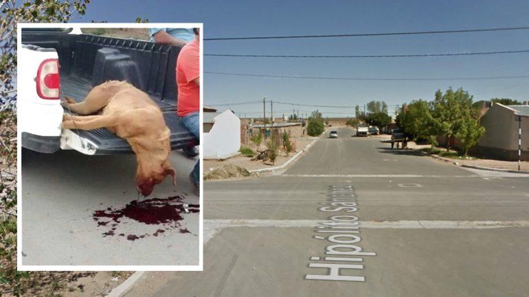 El Dogo de Burdeos que mató el vecino.