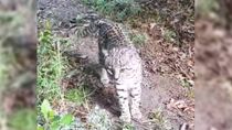 lograron captar un video unico de un gato montes en el parque nacional lanin