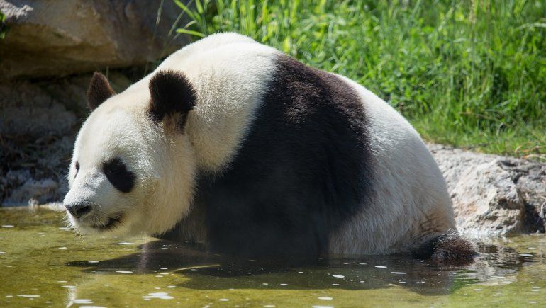 Twitter: panda es viral por cómo se relaja en el agua