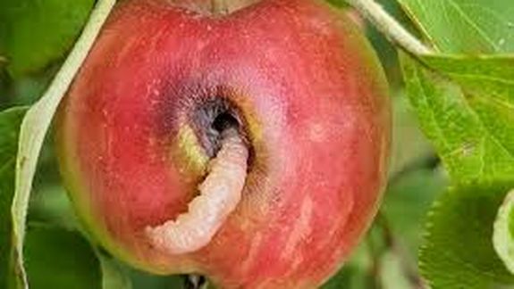 ¿Podrá la fruticultura convivir con un atraso cambiario estructural?