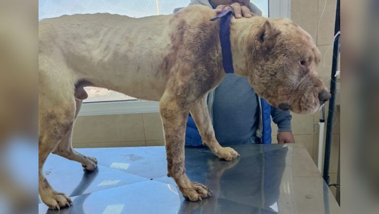 Dos trabajadores encontraron a un dogo con un bozal de púas en Centenario