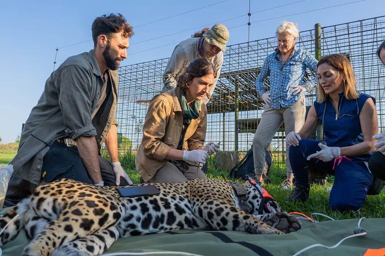 Científicos de Rewilding en el traslado de Acaí desde Iberá, Corrientes, al Impenetrable, en Chaco. Científicos de Rewilding en el traslado de Acaí desde Iberá, Corrientes, al Impenetrable, en Chaco.