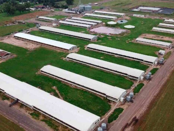 Crecimiento exponencial en Monte Buey: Isowean SA, con 13.000 cerdas madres, produce 50.000 toneladas de carne de cerdo al año, liderando la industria porcina argentina.