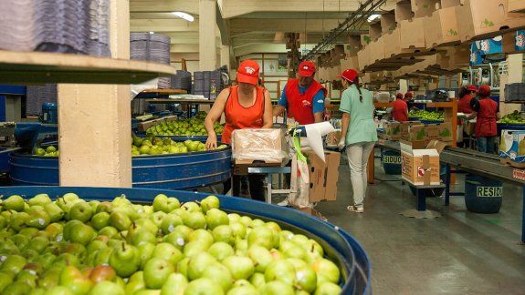 AFIP instrumenta asistencia para la producción de peras y manzanas