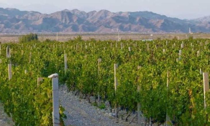 Menos discrecionalidad: inspectores solo analizan vino embotellado. Adi&oacute;s a interferencias en producci&oacute;n.