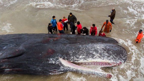 Cachalote encalló en Santa Clara del Mar y murió