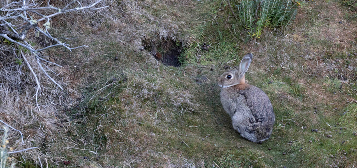 Fallo inédito en Ushuaia reconoce derechos a los conejos y causa alarma agropecuaria.