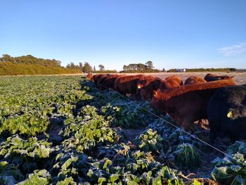 Con rindes que pueden superar las 40 toneladas de materia seca por hectárea, este cultivo está cambiando la ecuación económica de numerosos planteos ganaderos. Con rindes que pueden superar las 40 toneladas de materia seca por hectárea, este cultivo está cambiando la ecuación económica de numerosos planteos ganaderos.