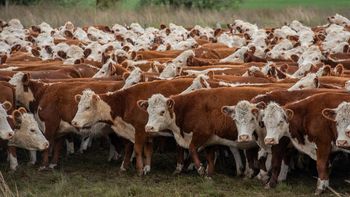 Estados Unidos atraviesa un proceso de escasez de oferta de carne a nivel local, que ha llevado a una fuerte escalada de precios. Estados Unidos atraviesa un proceso de escasez de oferta de carne a nivel local, que ha llevado a una fuerte escalada de precios.