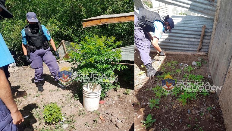 Se encontraron con un vivero de marihuana gracias a una bici