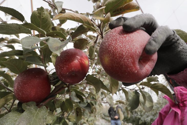 Para el empresario Jorge Cervi, la llegada de manzanas de Chile a nuestro mercado interno no es un problema.