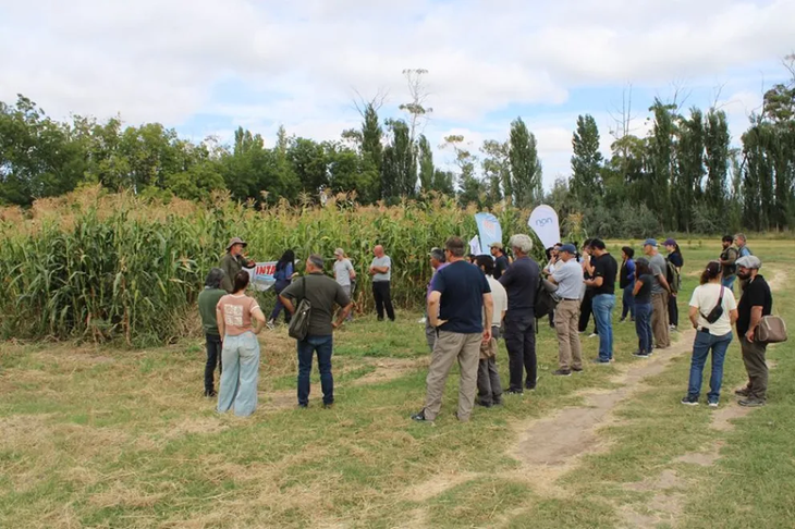 Alumnos y técnicos analizan el rendimiento del maíz Amílcar bajo sistemas de riego controlado. Alumnos y técnicos analizan el rendimiento del maíz Amílcar bajo sistemas de riego controlado.
