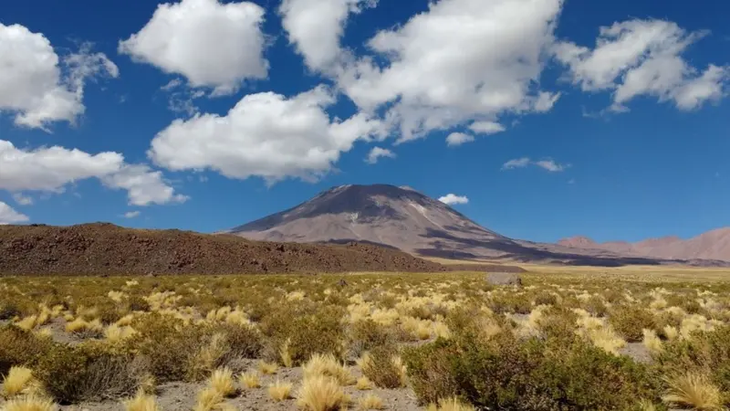 Atacama emerge como nuevo polo oleícola: rendimientos récord y un creciente debate por el agua