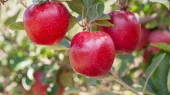 Tras años de ajuste, la manzana chilena vuelve a crecer con fuerza: más volumen, mejores precios y nuevos destinos internacionales. | LM Neuquen Tras años de ajuste, la manzana chilena vuelve a crecer con fuerza: más volumen, mejores precios y nuevos destinos internacionales.