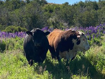 ganaderia patagonia: la frustracion por perder la exportacion de reproductores a chile
