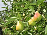 Lo fuerte de la cosecha de pera comienza esta semana, con la variedad Williams.