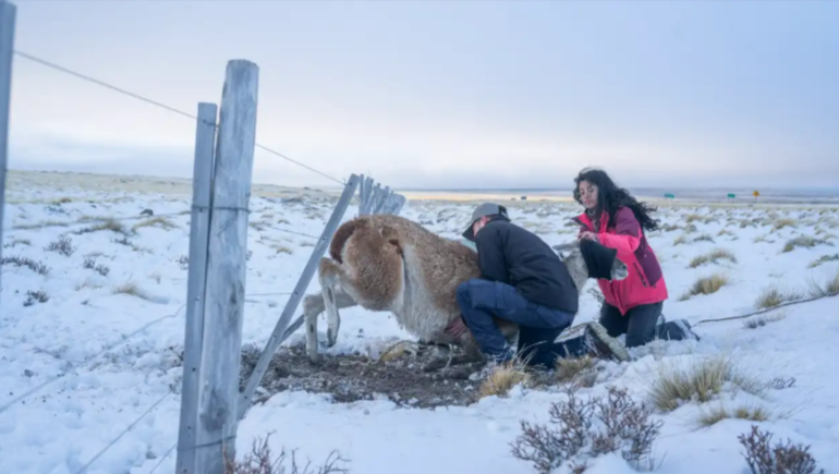 Uno de los rescates de guanacos atrapados en alambrados de Santa Cruz.  