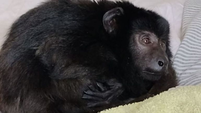 Desbaratan fiesta con drogas y encuentran un mono encerrado