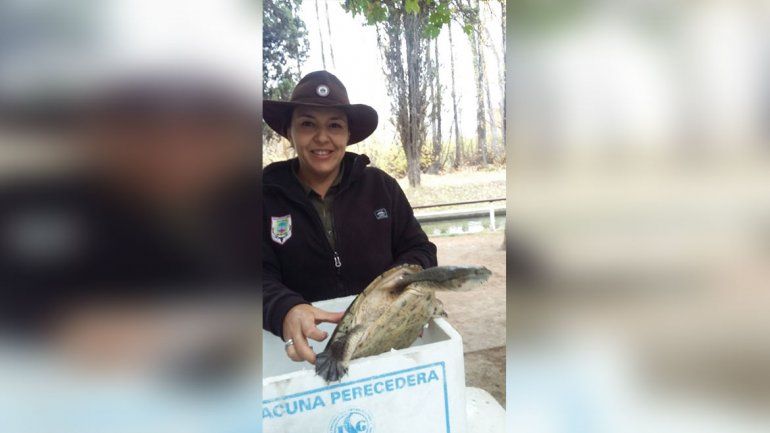 Encontraron una tortuga exótica para la región en el Río Limay