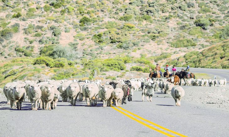 Con este dispositivo, buscarán mayor seguridad para la tradicional veranada, donde los piños suben la montaña. Con este dispositivo, buscarán mayor seguridad para la tradicional veranada, donde los piños suben la montaña.