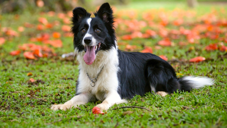 Destronaron al border collie: conocé cuál es la nueva raza de perro más inteligente del mundo