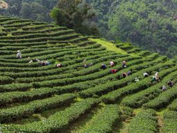 China es el país líder en la producción mundial. China es el país líder en la producción mundial.