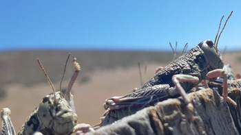 Se espera que la tucura permanezca en la zona al menos hasta fin de este mes. | LM Neuquen Se espera que la tucura permanezca en la zona al menos hasta fin de este mes.