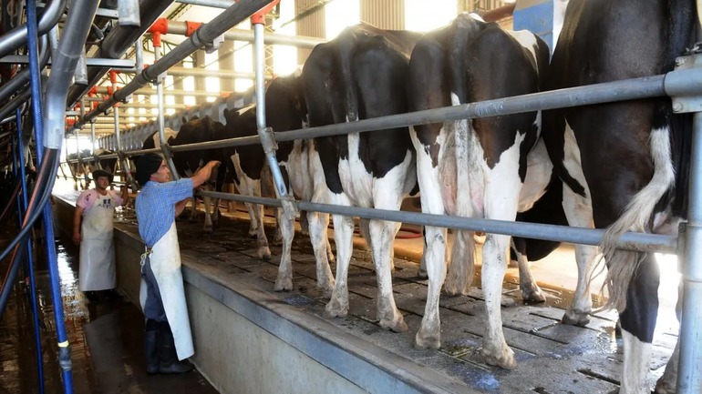 El préstamo busca impulsar el sector tambero. El préstamo busca impulsar el sector tambero.