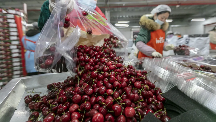 Chile es el principal importador de cerezas de China. Existe una alianza estratégica entre ambos países para venta de este producto. Chile es el principal importador de cerezas de China. Existe una alianza estratégica entre ambos países para venta de este producto.
