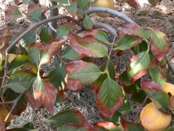 El descubrimiento abre nuevas posibilidades para cultivar manzanas en suelos degradados, reduciendo pérdidas y mejorando la productividad. El descubrimiento abre nuevas posibilidades para cultivar manzanas en suelos degradados, reduciendo pérdidas y mejorando la productividad.