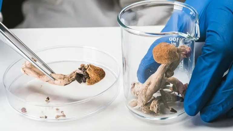 Probarán hongos alucinógenos para tratar patologías mentales