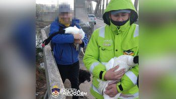 cisnes interrumpieron el trafico sobre el puente carretero cisnes interrumpieron el trafico sobre el puente carretero