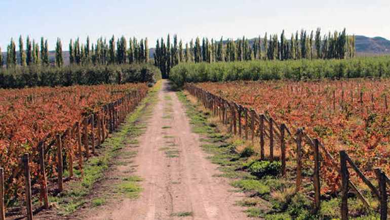 Los viñedo de Bodega Chacra Moschini