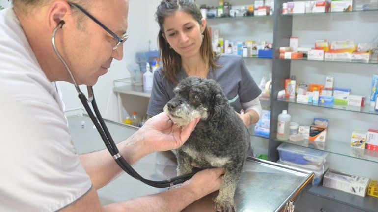 Murciélago rabioso: las veterinarias se saturaron