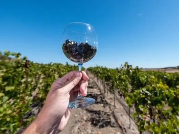 El Malbec ocupa 46.890 ha en Argentina y es la variedad más cultivada del país en 2025.