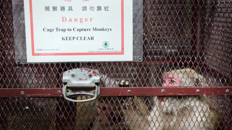 Uno de los animales capturados por perturbar el orden público en la isla. &nbsp;Y un mono suelto