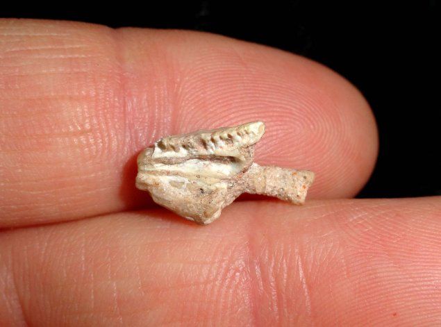 Hallaron el hueso de un lagarto que convivió con los dinos en Neuquén hace 84 millones de años