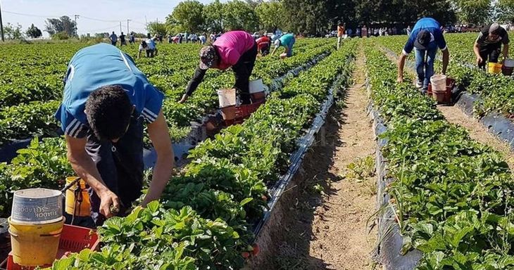 El campo es una de las actividades que más trabajadores tiene en forma irregular.